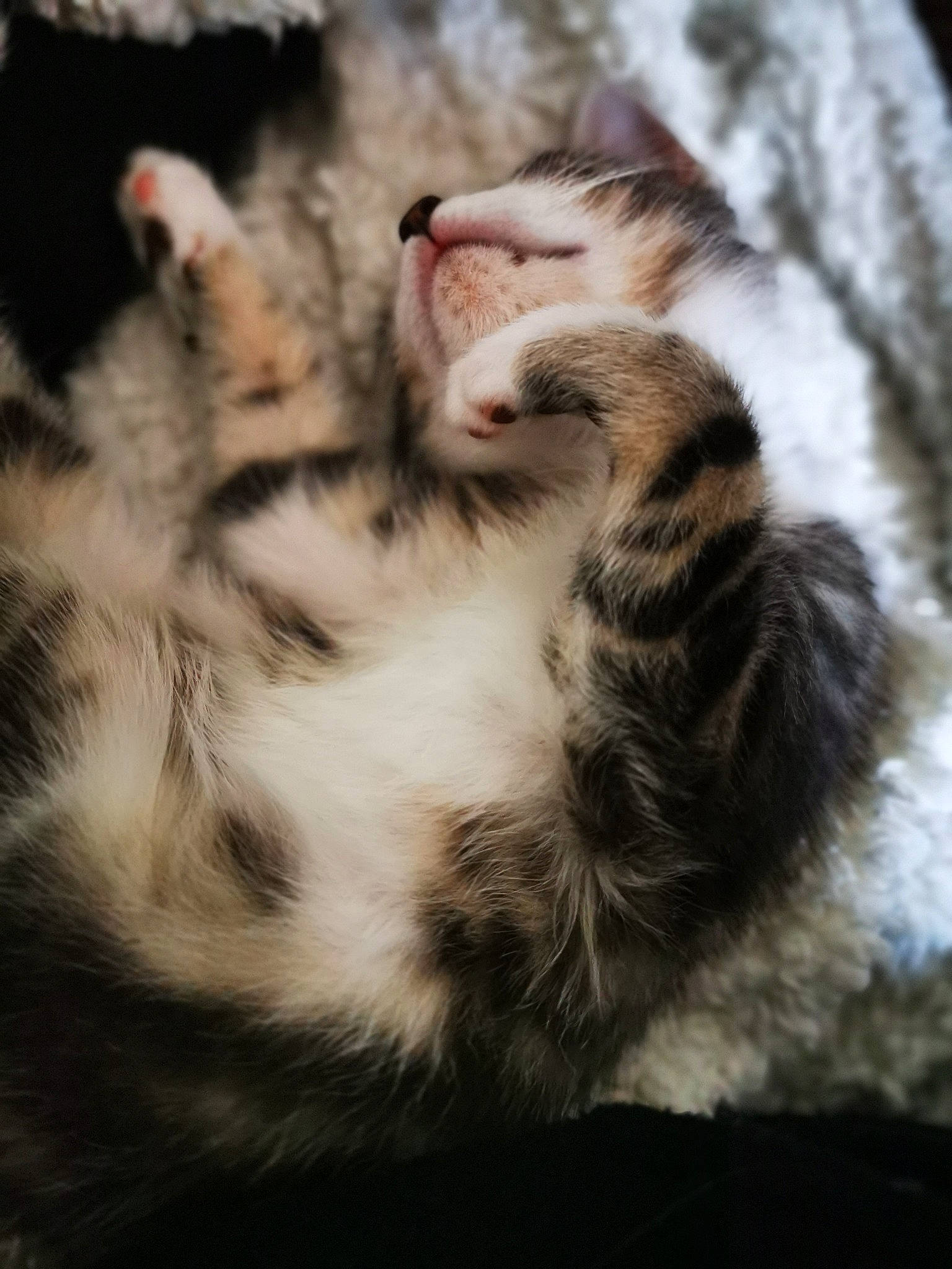 Hylia a rejoint le concours — aidez-le/la à gagner de superbes lots ! american_shorthair, american_wirehair, asian, carnivore, cat, claw, egyptian_mau, european_shorthair, felidae, fur, kitten, mammal, norwegian_forest_cat, paw, polydactyl_cat, small_to_medium_sized_cats, snout, tabby_cat, vertebrate, whiskers