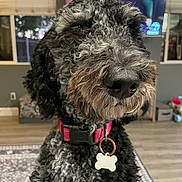 Moo joined the competition — help win amazing prizes! animal, black_dog, bone_tag, canine, close_up, curly_hair, cute, dog, domestic_animal, ears, floor, fur, home, indoor, living_room, muzzle, pet, portrait, red_collar, rug