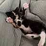 kitten, calico, cat, paw_pads, blanket, texture, cute, pet, animal, feline, lying_down, stretching, pink, black, white, fur, indoor, relaxed, small, young
