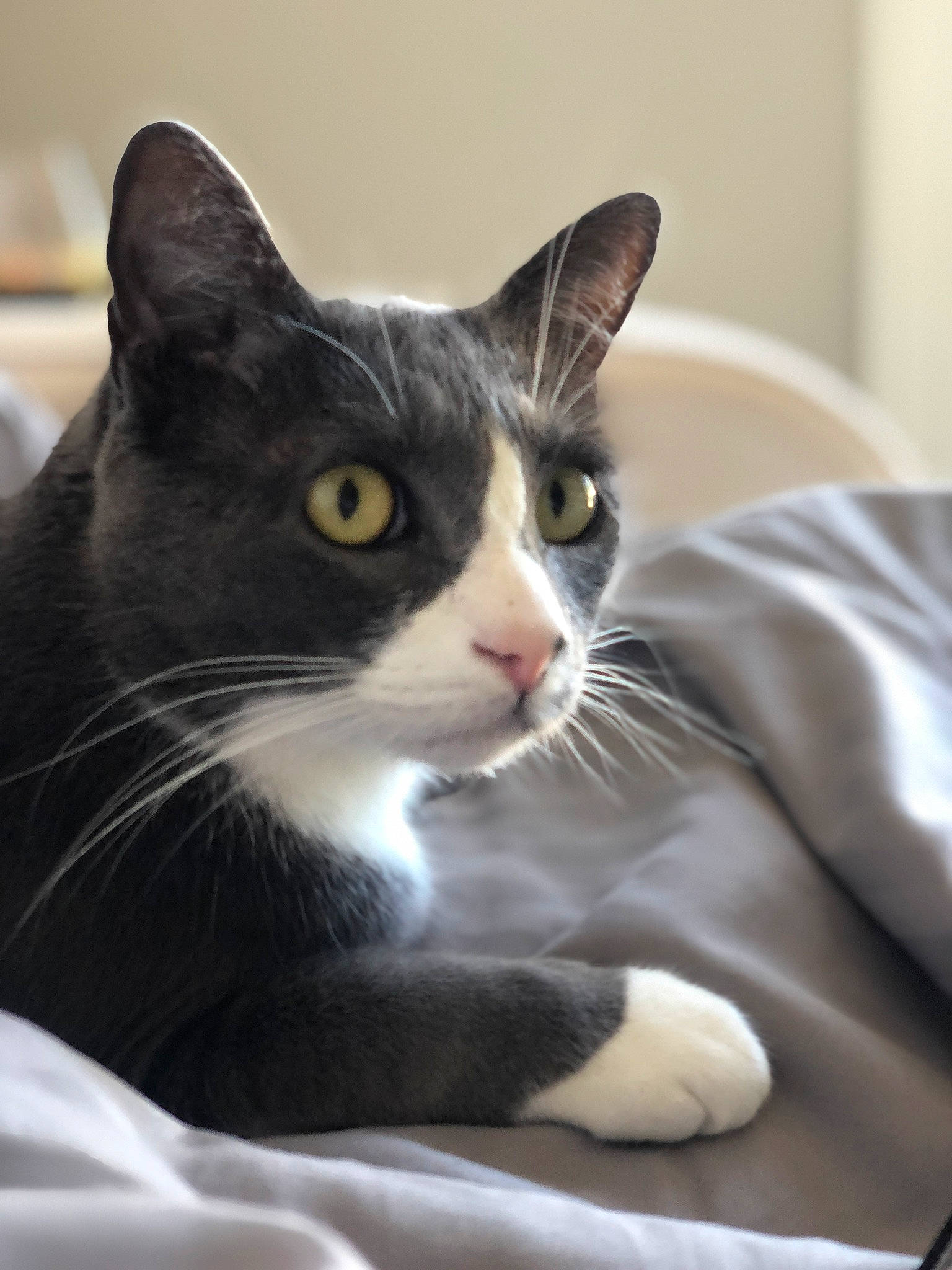 Banks joined the competition — help win amazing prizes! box, carnivore, cat, cat_supply, comfort, domestic_short_haired_cat, felidae, fur, monochrome_photography, pet_supply, sitting, small_to_medium_sized_cats, snout, whiskers