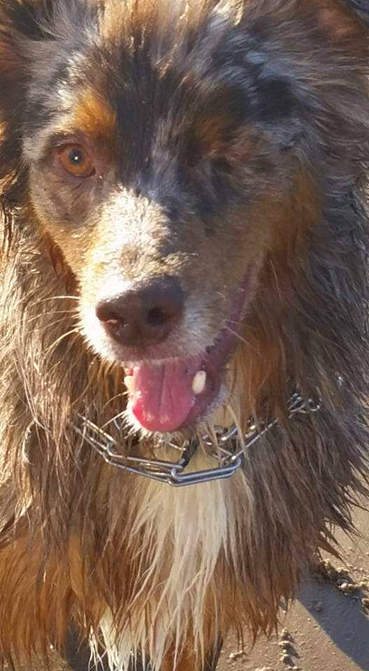 Geo joined the competition — help win amazing prizes! australian_shepherd, boykin_spaniel, canidae, carnivore, dog, dog_breed, english_shepherd, mammal, miniature_australian_shepherd, snout, sporting_group, vertebrate