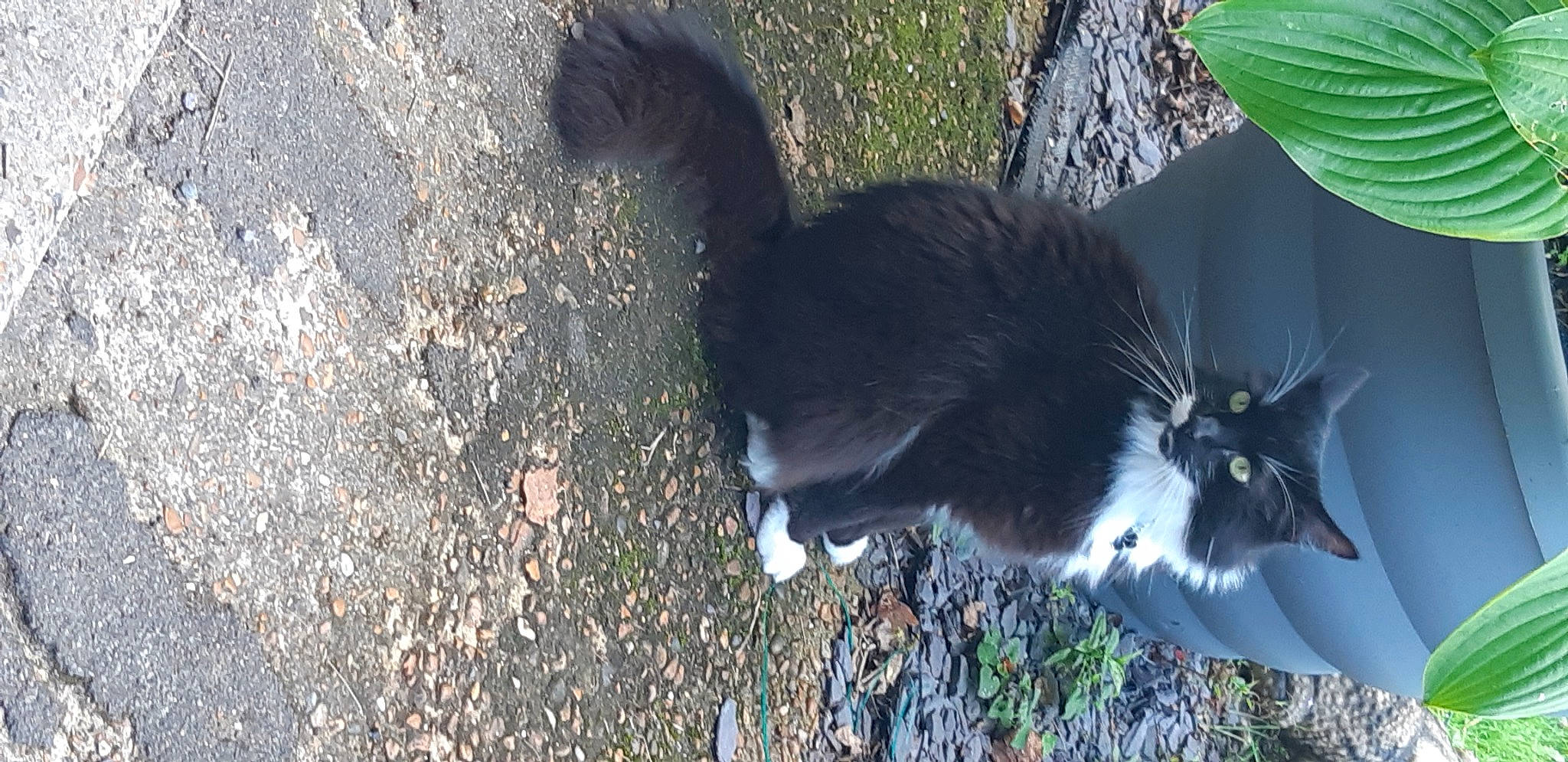 Fish joined the competition — help win amazing prizes! asphalt, carnivore, cat, dog_breed, domestic_short_haired_cat, felidae, fur, grass, plant, road_surface, shadow, small_to_medium_sized_cats, snout, soil, sporting_group, tail, terrestrial_animal, tree, whiskers, wildlife