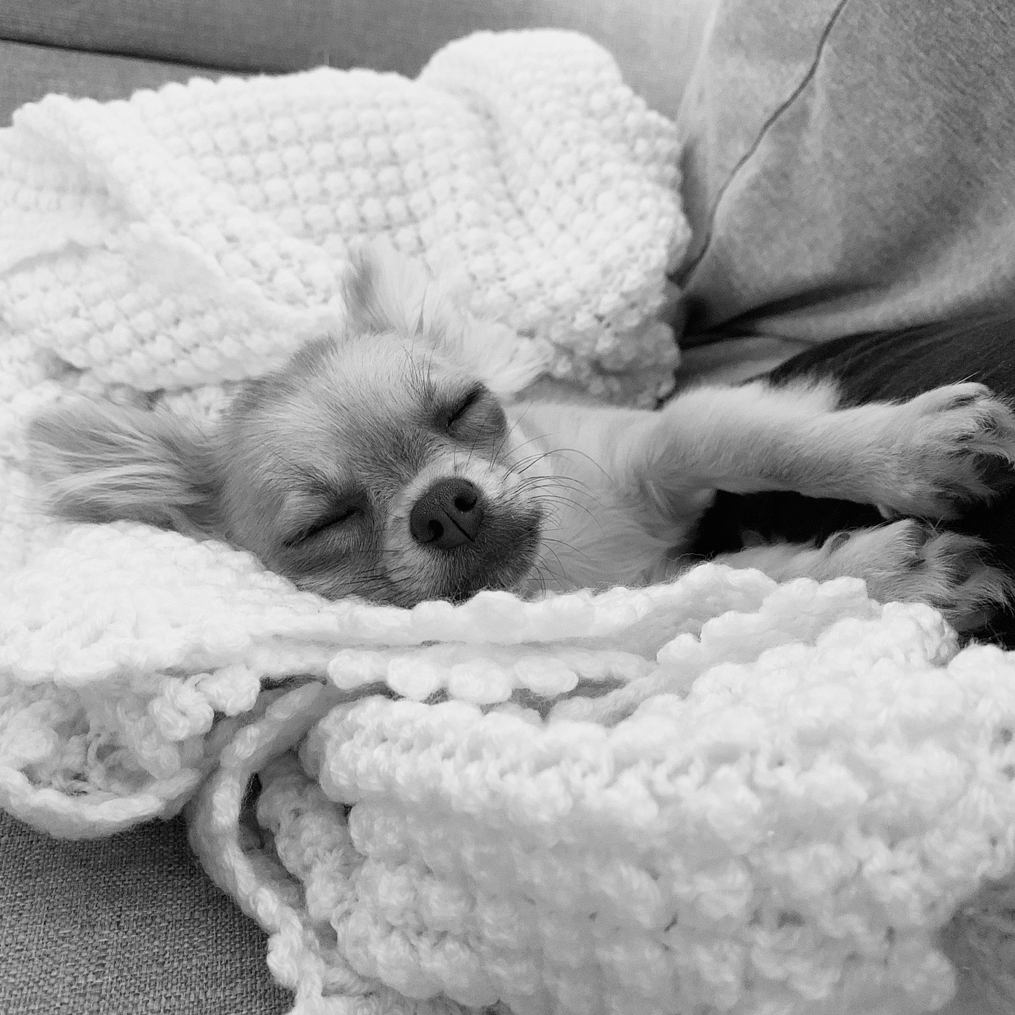 Plume a rejoint le concours — aidez-le/la à gagner de superbes lots ! black_and_white, canidae, carnivore, companion_dog, crochet, dog, dog_breed, knitting, nap, puppy, puppy_love, sleep, toy_dog