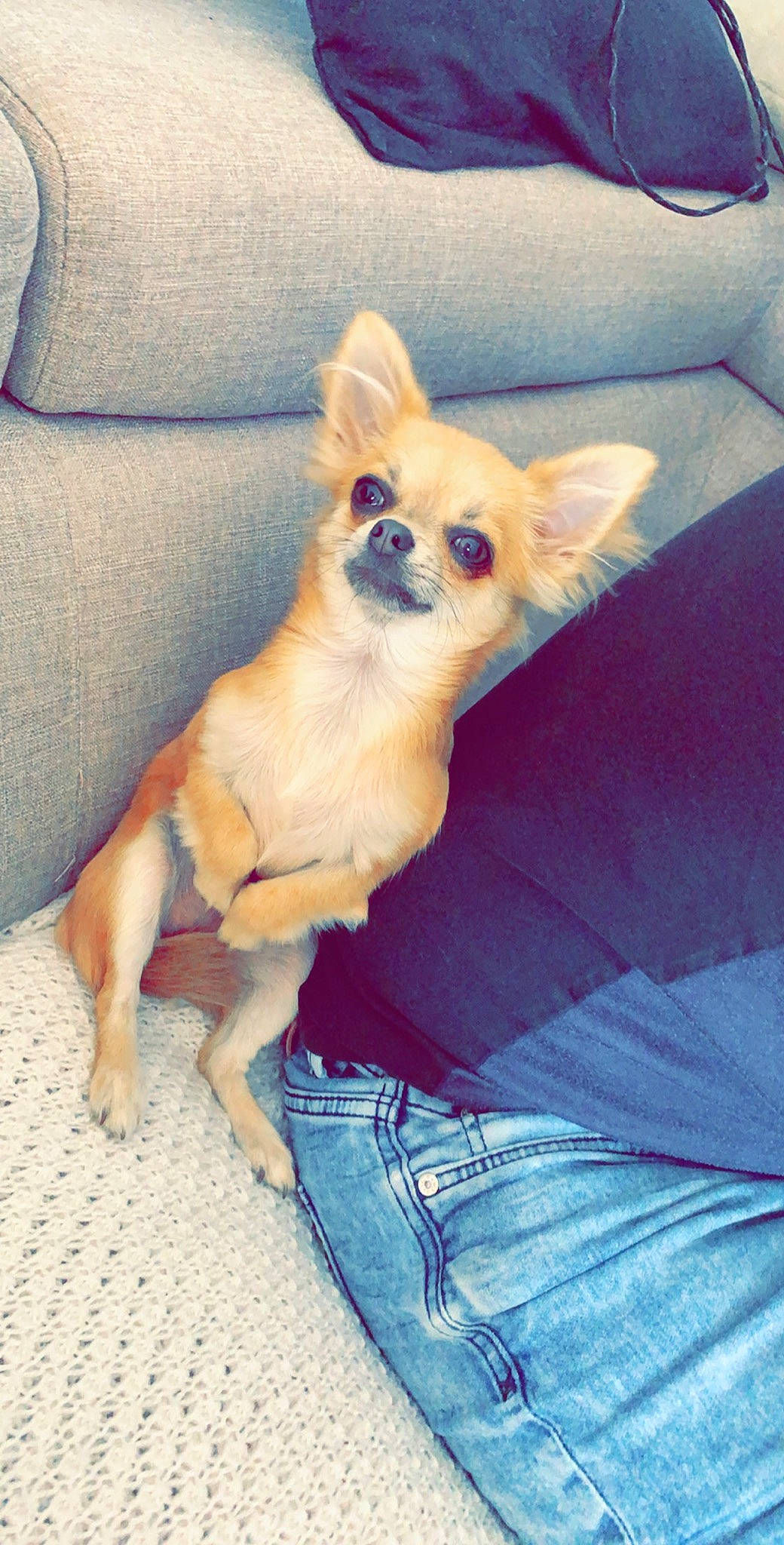 Plume a rejoint le concours — aidez-le/la à gagner de superbes lots ! canidae, carnivore, chihuahua, companion_dog, corgi_chihuahua, dog, dog_breed, fawn, mammal, pomeranian, puppy, toy_dog, vertebrate