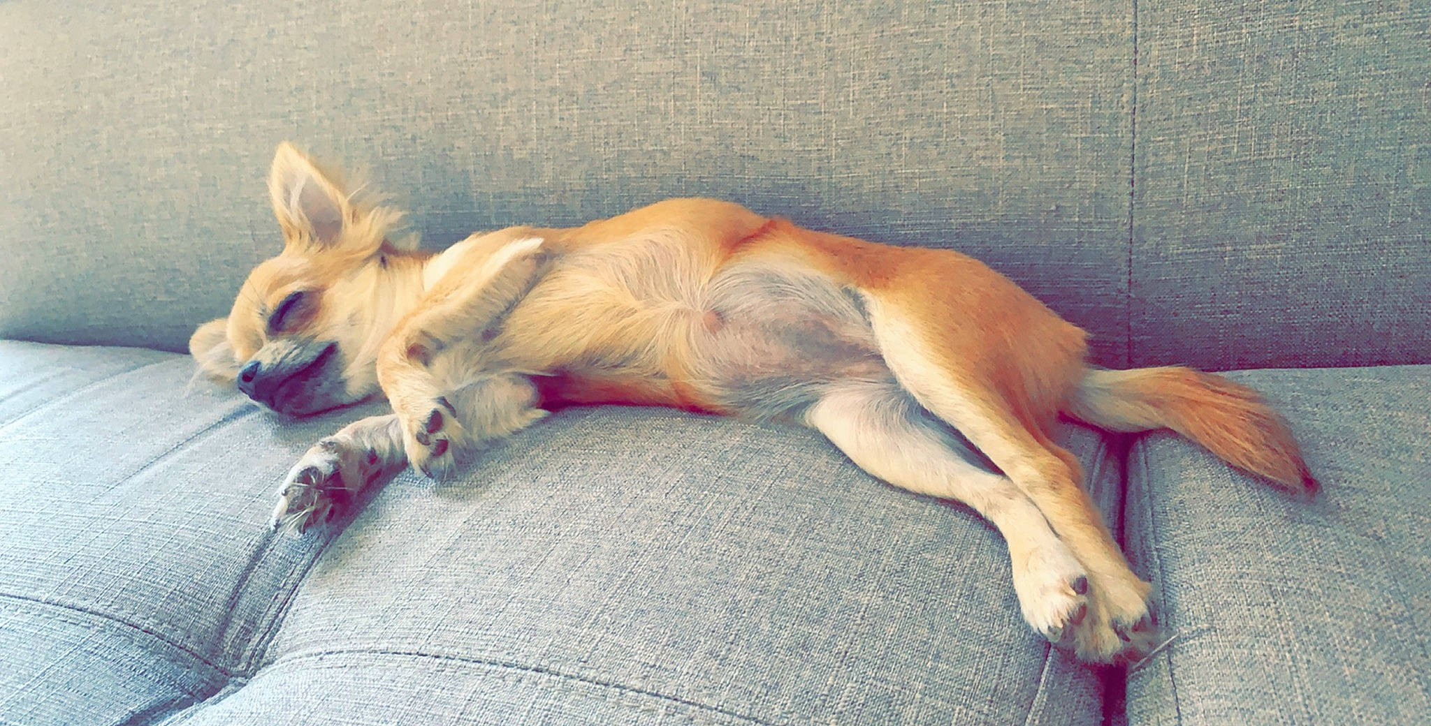 Plume participe au concours pour gagner de l'argent avec cette photo : canidae, carnivore, companion_dog, dog, dog_breed, ear, fawn, mammal, nap, sleep, street_dog, tail, vertebrate