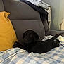Ruby is registered to the contest to win money with this photo: puppy, dog, black_dog, couch, blanket, yellow_pillow, indoor, pet, resting, furniture, cozy, home, relaxing, soft_texture, checkered_blanket, casual, domestic, animal, companion, laying_down