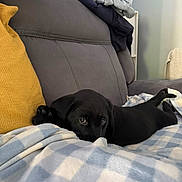 Ruby is registered to the contest to win money with this photo: puppy, dog, black_dog, blanket, couch, indoor, pet, resting, cozy, furniture, yellow_pillow, folded_clothes, home, cute, animal, relaxed, soft_texture, living_room, domestic, companion