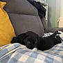 puppy, dog, black_dog, blanket, couch, indoor, pet, resting, cozy, furniture, yellow_pillow, folded_clothes, home, cute, animal, relaxed, soft_texture, living_room, domestic, companion