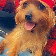 Chance joined the competition — help win amazing prizes! dog, pet, animal, hat, red_hat, tongue_out, fur, happy, close_up, plaid_shirt, person, indoor, blanket, cozy, cute, small_dog, portrait, warm_colors, friendly, resting