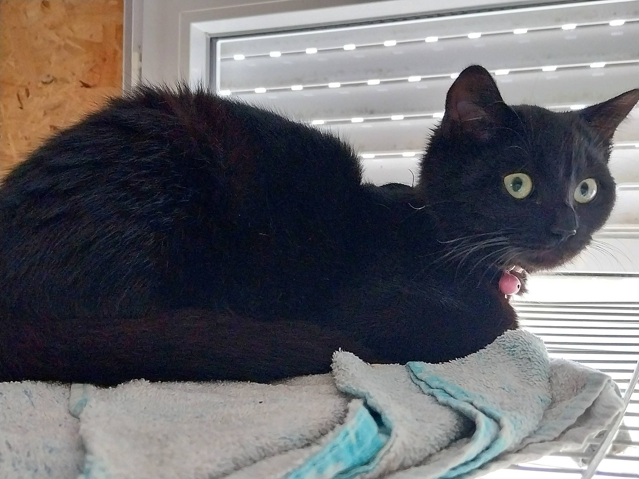 Tache participe au concours pour gagner de l'argent avec cette photo : black_cat, bombay, carnivore, cat, cat_supply, claw, comfort, domestic_short_haired_cat, felidae, fur, grey, paw, sitting, small_to_medium_sized_cats, snout, tail, terrestrial_animal, whiskers, window