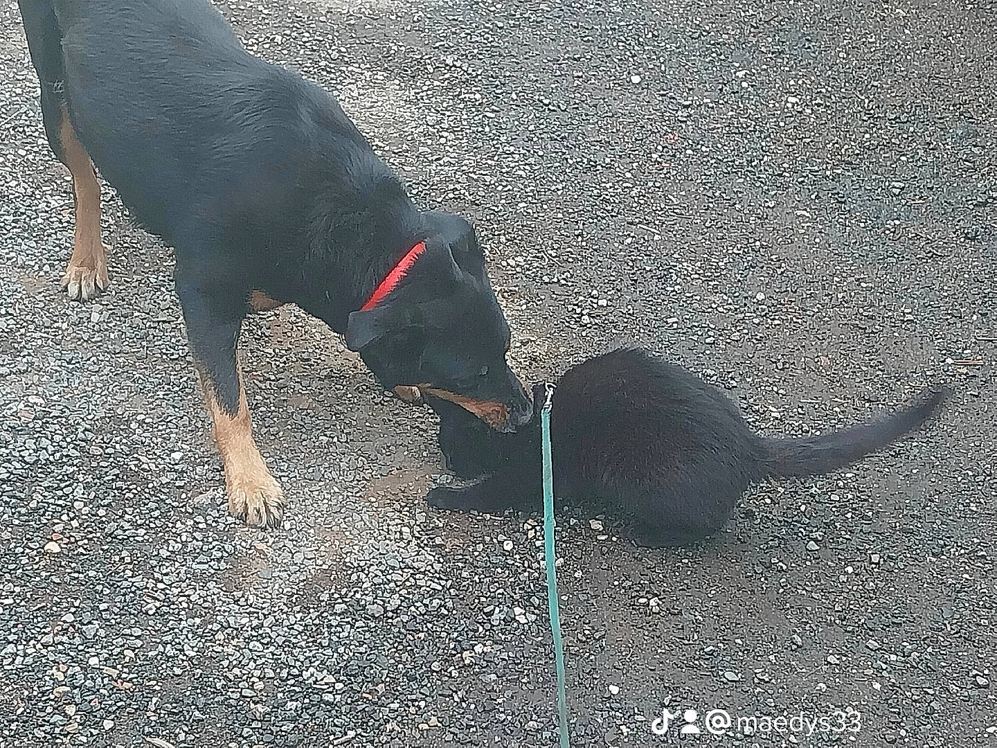 Tache participe au concours pour gagner de l'argent avec cette photo : asphalt, canidae, carnivore, concrete, dog, dog_breed, grass, guard_dog, leash, road_surface, sand, shadow, snout, soil, sporting_group, tail, tar, tints_and_shades, working_animal, working_dog