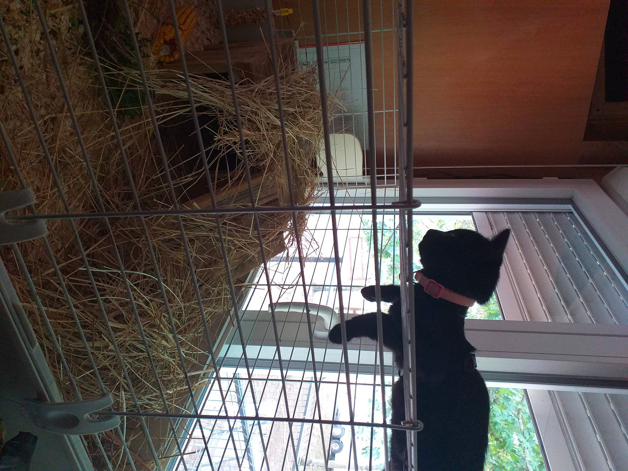 Tache participe au concours pour gagner de l'argent avec cette photo : building, ceiling, daylighting, facade, glass, hat, house, mesh, metal, pattern, plant, reflection, room, shade, shadow, tints_and_shades, tree, twig, window, wood