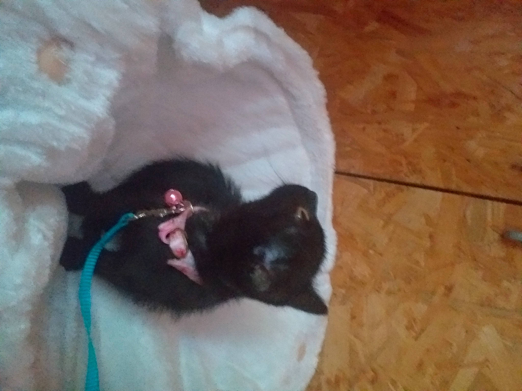 Tache participe au concours pour gagner de l'argent avec cette photo : carnivore, cat, cat_bed, cat_supply, claw, comfort, companion_dog, dog_breed, fawn, felidae, flooring, fur, hardwood, paw, small_to_medium_sized_cats, snout, tail, tile_flooring, whiskers, wood