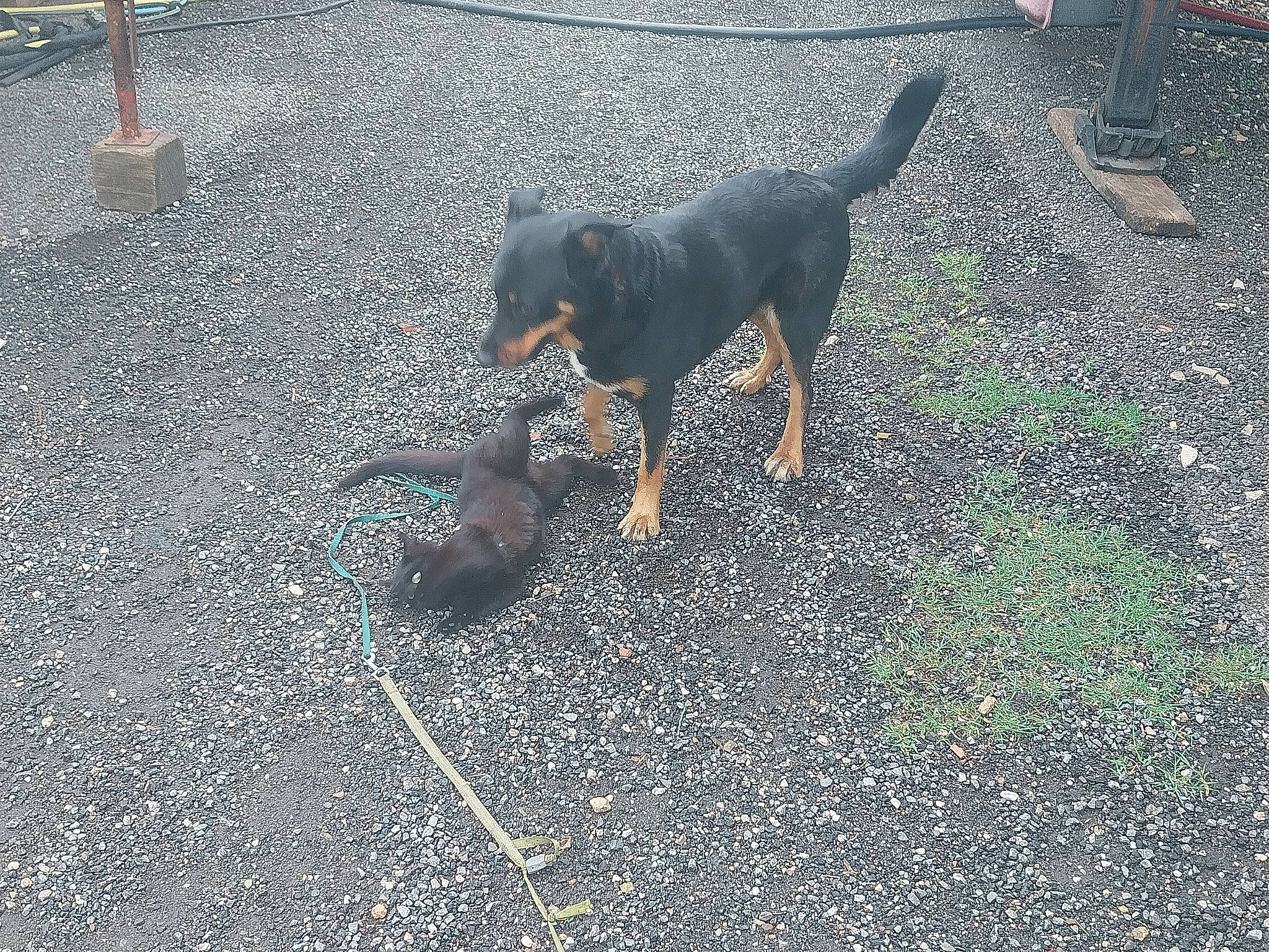 Phoudre a rejoint le concours — aidez-le/la à gagner de superbes lots ! asphalt, canidae, carnivore, companion_dog, dog, dog_breed, grass, guard_dog, hunting_dog, montenegrin_mountain_hound, road_surface, shadow, snout, soil, sporting_group, tail, tar, terrestrial_animal, working_animal, working_dog