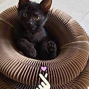 Channel participe au concours pour gagner de l'argent avec cette photo : cat, kitten, black_cat, pet, animal, sitting, lying_down, paw, raised_paw, whiskers, ears, eyes, fur, cardboard_bed, pet_bed, indoor, tiled_floor, cute, sticker, portrait