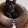 cat, kitten, black_cat, pet, animal, sitting, lying_down, paw, raised_paw, whiskers, ears, eyes, fur, cardboard_bed, pet_bed, indoor, tiled_floor, cute, sticker, portrait