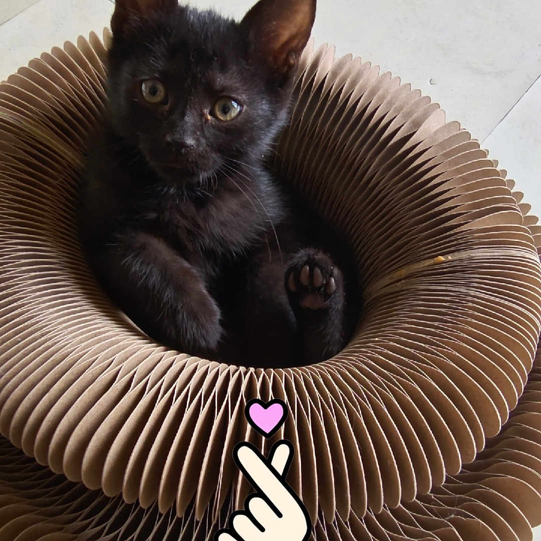 Channel participe au concours pour gagner de l'argent avec cette photo : cat, kitten, black_cat, pet, animal, sitting, lying_down, paw, raised_paw, whiskers, ears, eyes, fur, cardboard_bed, pet_bed, indoor, tiled_floor, cute, sticker, portrait