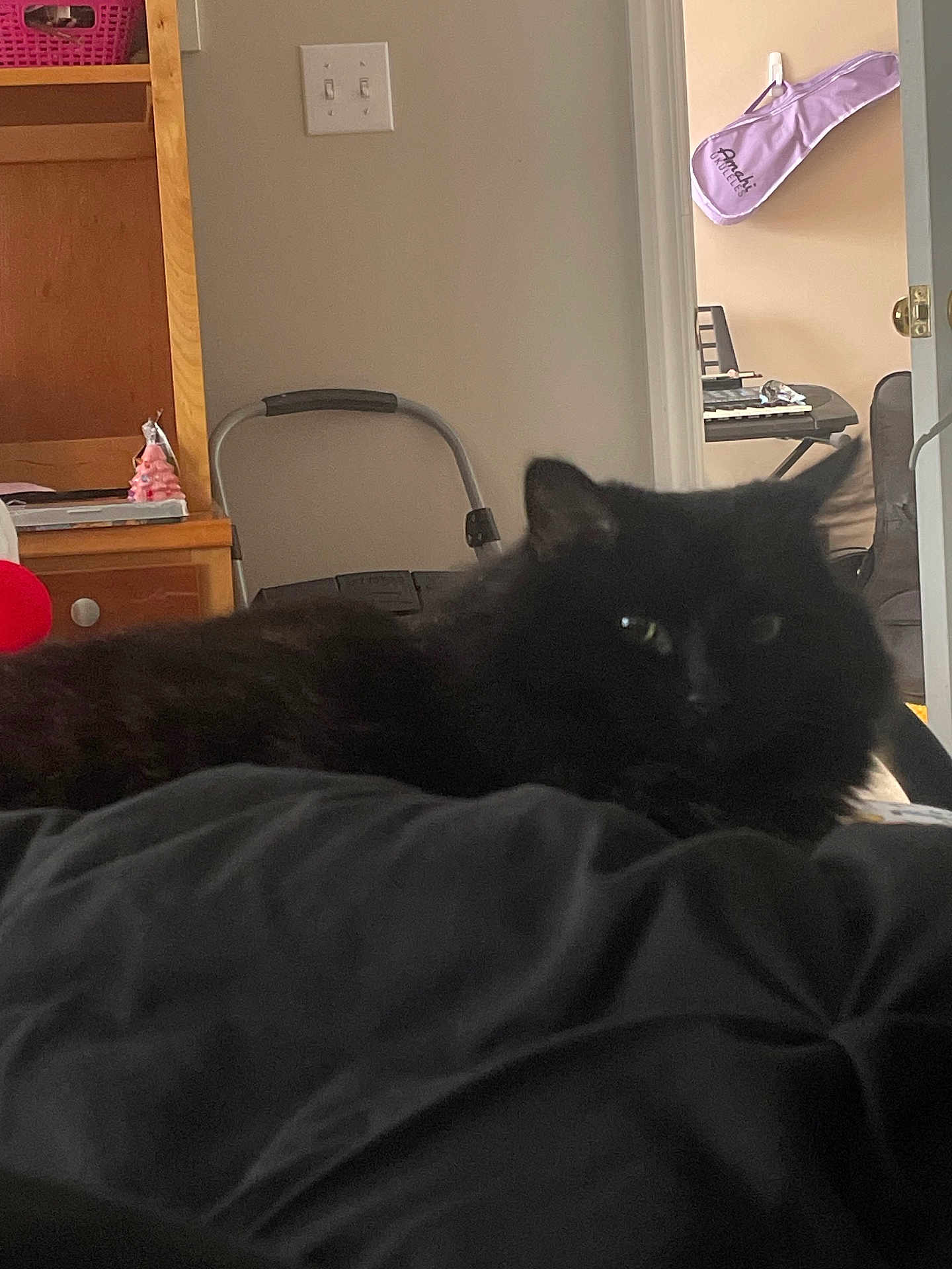 Crickiet joined the competition — help win amazing prizes! cat, black_cat, pet, indoor, bed, blanket, fur, sleeping, cozy, low_light, bedroom, dresser, shelf, light_switch, guitar_case, keyboard, musical_instrument, furniture, portrait, closeup