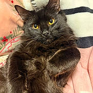 Mortichia joined the competition — help win amazing prizes! animal, black_cat, blanket, cat, closeup, cozy, cute, domestic_cat, ears, feline, fluffy, fur, indoor, paw, pet, portrait, relaxed, resting, whiskers, yellow_eyes