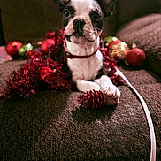 Rosie joined the competition — help win amazing prizes! boston_terrier, puppy, dog, couch, christmas_ornaments, red_tinsel, pinecone_decoration, holiday, festive, indoor, pet, animal, cute, decorations, brown_fabric, collar, front_paws, close_up, portrait, cozy