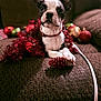 boston_terrier, puppy, dog, couch, christmas_ornaments, red_tinsel, pinecone_decoration, holiday, festive, indoor, pet, animal, cute, decorations, brown_fabric, collar, front_paws, close_up, portrait, cozy