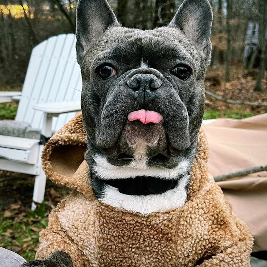 Bruno is registered to the contest to win money with this photo: animal, canine, chair, closeup, clothing, cute, dog, ears, face, french_bulldog, hoodie, leafless_trees, nature, outdoor, paw, pet, portrait, tongue, trees, winter