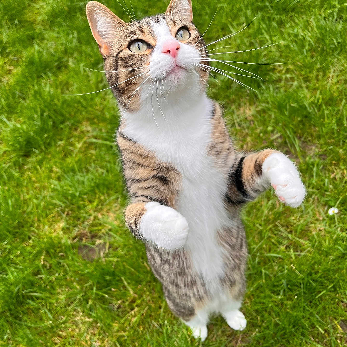 Nez is registered to the contest to win money with this photo: cat, tabby, standing, grass, outdoor, pet, whiskers, curious, greenery, nature, cute, animal, feline, playful, alert, ears, paws, fur, closeup, daylight