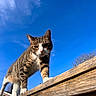 Nez joined the competition — help win amazing prizes! cat, tabby, outdoor, blue_sky, wooden_fence, animal, pet, curious, sunlight, nature, whiskers, ears, daytime, close_up, mammal, feline, walking, background, sky, wood