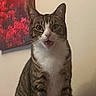 cat, tabby, surprised, open_mouth, indoor, pet, feline, animal, whiskers, ears, portrait, fur, sitting, expression, household, wall, painting, colorful, art, domestic