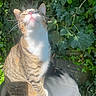 Nez is registered to the contest to win money with this photo: cat, tabby_cat, sunlight, ivy, greenery, outdoor, garden, whiskers, fur, pet, animal, nature, plant, leaf, sitting, relaxed, daylight, closeup, mammal, cute