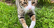 Nez joined the competition — help win amazing prizes! cat, tabby, white_paws, grass, greenery, plants, outdoor, garden, fence, wooden_fence, animal, pet, mammal, whiskers, paws, fur, nature, focused, motion, closeup