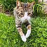 cat, tabby, white_paws, grass, greenery, plants, outdoor, garden, fence, wooden_fence, animal, pet, mammal, whiskers, paws, fur, nature, focused, motion, closeup