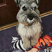 Misstee Leigh Som joined the competition — help win amazing prizes! animal, beard, collar, companion, cute, decor, dog, domestic, floor_mat, fluffy, gray_fur, household, indoor, pet, portrait, pumpkin_pattern, sitting, small_dog, white_fur, wooden_door