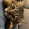 Mookie a rejoint le concours — aidez-le/la à gagner de superbes lots ! animal, cat, closeup, couch, cozy, cute, denim, ears, face, fur, indoor, jeans, kitten, looking, paws, pet, relaxed, snuggling, tabby, whiskers