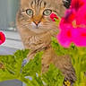 animal, blurred_background, cat, close_up, curious, domestic_cat, ears, feline, flora, green_leaves, nature, outdoor, pet, pink_flowers, plant, portrait, soft_lighting, tabby_cat, whiskers, window