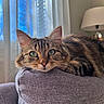 animal, cat, closeup, couch, cozy, curtains, domestic_cat, fur, furniture, green_eyes, indoor, lamp, pet, portrait, relaxed, resting, soft_light, tabby_cat, whiskers, window