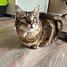 animal, cat, closeup, curious, cute, domestic_cat, feline, flooring, fur, green_eyes, household, indoor, looking_up, pet, portrait, sitting, soft_light, tabby, whiskers, wooden_floor