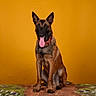dog, belgian_malinois, pet, animal, sitting, tongue_out, studio, orange_background, collar, alert, canine, portrait, domestic_animal, mammal, fur, ears_up, four_legs, looking_at_camera, playful, indoor