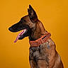 Riley participe au concours pour gagner de l'argent avec cette photo : dog, canine, pet, portrait, orange_background, collar, tongue_out, animal, studio_shot, side_profile, happy, ears_up, short_fur, brown_coat, black_muzzle, domestic_animal, alert, sitting, isolated, bright