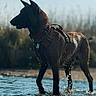 Riley participe au concours pour gagner de l'argent avec cette photo : dog, animal, water, wet, outdoor, nature, canine, standing, fur, collar, harness, reflection, daylight, sky, grass, pet, mammal, profile, alert, shallow_water