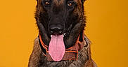 Riley participe au concours pour gagner de l'argent avec cette photo : dog, belgian_malinois, pet, animal, portrait, tongue_out, collar, ears, brown_fur, black_muzzle, sitting, studio, yellow_background, happy, canine, domestic_animal, close_up, looking_at_camera, bright, vibrant