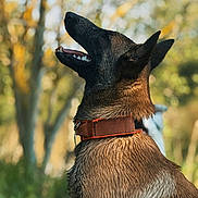 Riley a rejoint le concours — aidez-le/la à gagner de superbes lots ! dog, canine, pet, brown_coat, black_coat, collar, outdoor, nature, trees, greenery, sunlight, profile, animal, muzzle, ears, fur, looking_up, daylight, portrait, happy