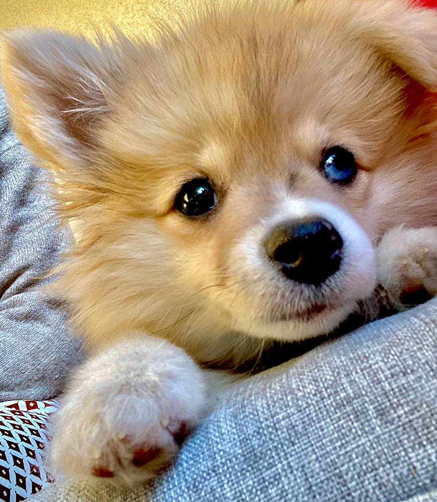 Tim participe au concours pour gagner de l'argent avec cette photo : canidae, carnivore, companion_dog, corgi_chihuahua, dog, dog_breed, fawn, fur, german_spitz, german_spitz_klein, liver, pomeranian, puppy, snout, spitz, sporting_group, toy_dog, volpino_italiano, whiskers, working_animal