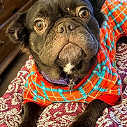 Kona is registered to the contest to win money with this photo: animal, bedspread, black_dog, blue, close_up, collar, cozy, cute, dog, expressive_eyes, fur, indoor, lying_down, orange, paws, pet, plaid, portrait, resting, sweater