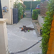 Nel a rejoint le concours — aidez-le/la à gagner de superbes lots ! car, concrete, daylight, dog, driveway, fence, garden, gate, greenery, house, outdoor, pavement, pet, plants, relaxed, residential, suburb, toys, wall, yard
