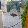 car, concrete, daylight, dog, driveway, fence, garden, gate, greenery, house, outdoor, pavement, pet, plants, relaxed, residential, suburb, toys, wall, yard