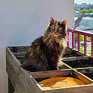 Sora participe au concours pour gagner de l'argent avec cette photo : cat, tortoiseshell, feline, fluffy, balcony, planter_box, wooden, outdoor, sunlight, daytime, cityscape, urban, pet, animal, curious, sitting, greenery, purple_railings, container, nature