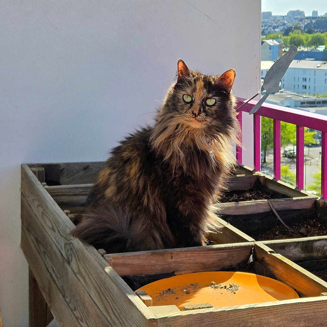 Sora participe au concours pour gagner de l'argent avec cette photo : cat, tortoiseshell, feline, fluffy, balcony, planter_box, wooden, outdoor, sunlight, daytime, cityscape, urban, pet, animal, curious, sitting, greenery, purple_railings, container, nature