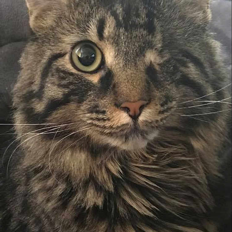 Fetty