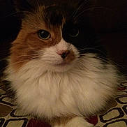 Bella joined the competition — help win amazing prizes!